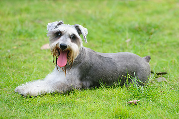 Image showing Miniature schnauzer dog lying on the lawn