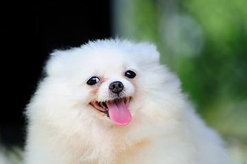 Image showing Little white pomeranian dog