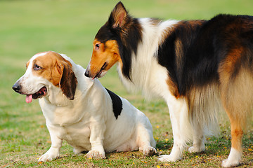 Image showing Two dogs