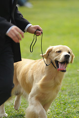 Image showing Master playing with golden retriever dog