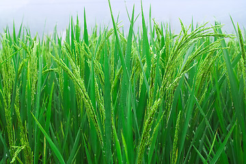 Image showing Rice seedlings