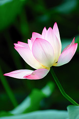 Image showing Lotus flower blooming