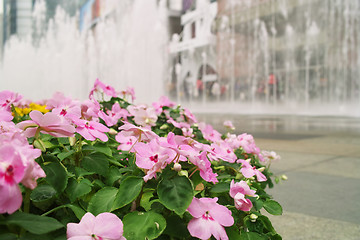 Image showing Flowers with fountain background