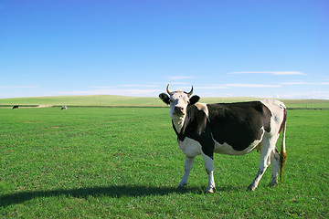 Image showing Cow in grassland