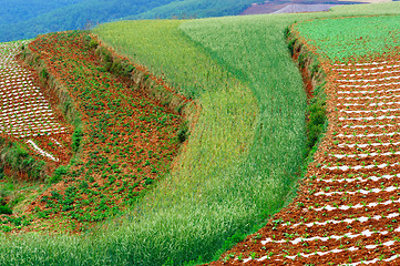 Image showing Wheat field