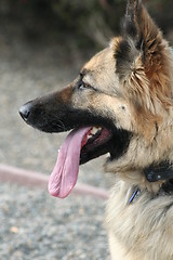 Image showing German Shepherd