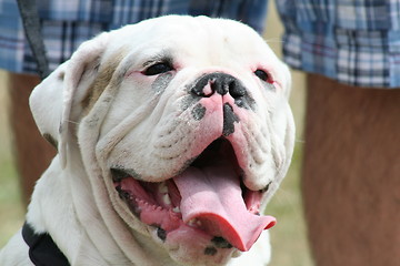 Image showing Bulldog