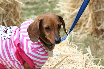 Image showing Dachshund