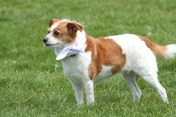 Image showing Terrier Dog