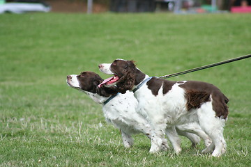 Image showing Brittany Spaniel