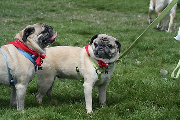 Image showing Pugs