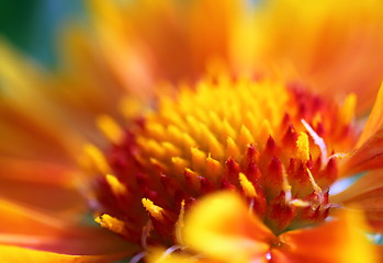 Image showing gaillardia