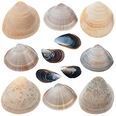 Image showing Detailed sea shells