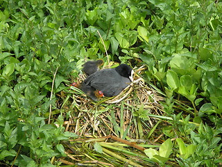 Image showing birds nesting