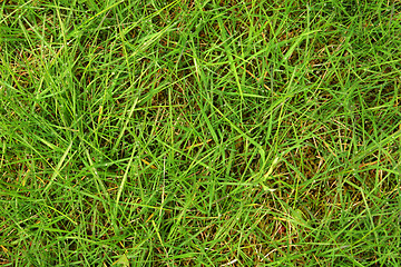 Image showing wet green grass