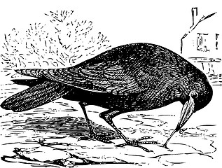 Image showing Old engraving of a Rook bird, or Corvus frugilegus