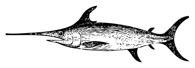 Image showing Old engraving of a Swordfish