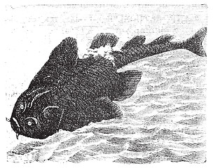 Image showing Squatina angelus or Angel shark old engraving.