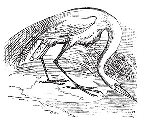 Image showing Engraving of a White Heron or egret (Ardea egretta)