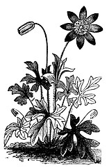 Image showing Anemone hortensis or Fior di Stella flower vintage engraving.