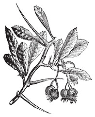 Image showing American Hawthorn or Crataegus crus-galli vintage engraving.