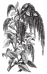Image showing Foxtail amaranth or Amaranthus caudatus vintage engraving.
