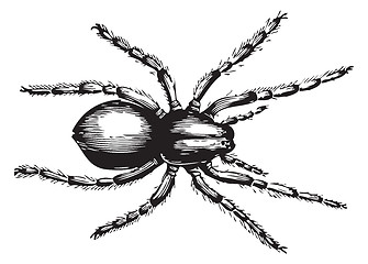 Image showing Lycosa fatifera or Wolf Spider