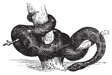 Image showing Green Anaconda or Eunectec murinus old vintage engraving.