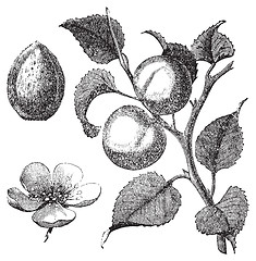 Image showing Apricot flower, tree and kernel old engraved illustration