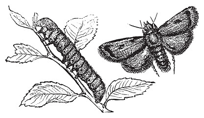 Image showing Turnip moth or agrotis segetum. Agrotide affectation.