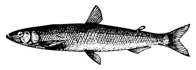 Image showing Old engraving of a European smelt fish or osmerus eperlanus