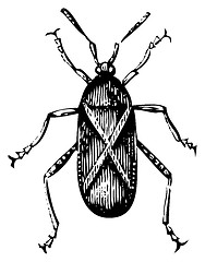 Image showing Old illustration of a Squash bug or Coreus tristis