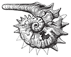 Image showing Ammonite fossil vintage engraving.