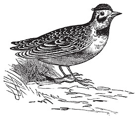 Image showing Horned lark or Eremophila alpcstris vintage engraving.