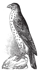 Image showing Cooper's Hawk or Accipiter Cooperi vintage illustration.