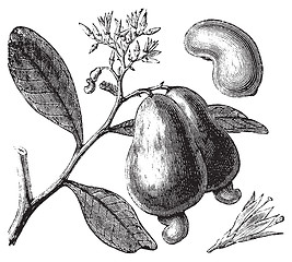 Image showing Occidental cashew or Anacardium occidentale tree, apple and nuts