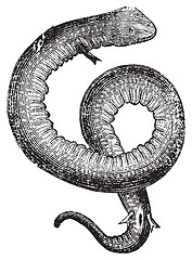 Image showing Amphiuma, conger eels or congo snake vintage engraving.