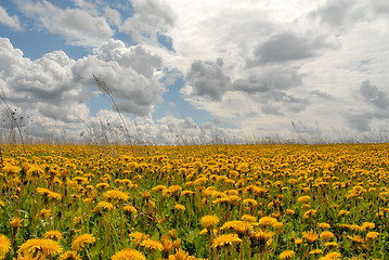 Image showing sowthistles