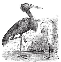 Image showing Engraving of a Reddish Egret (ardea rufa or Egretta rufescens)