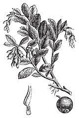 Image showing Cowberry or Vaccinium vitis idaea vintage engraving