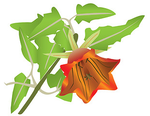 Image showing flower