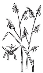 Image showing Arundinaria or Arundinaria macrosperma or commonly known as the 