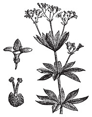 Image showing Asperula odorate or Sweet woodruff vintage engraving.