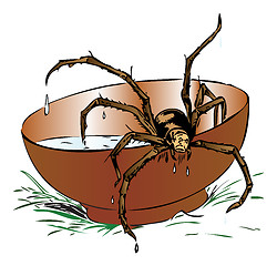 Image showing Wet spider coming out of a bowl