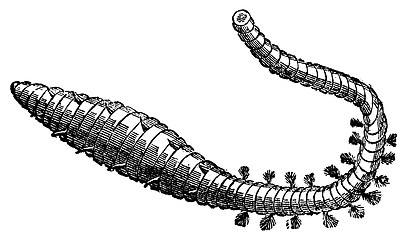 Image showing Lugworm, sandworm or arenicola marina old engraving