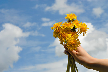 Image showing sowthistle