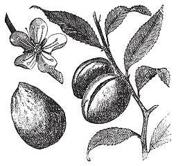 Image showing The Almond tree or prunus dulcis vintage engraving. Fruit, flowe