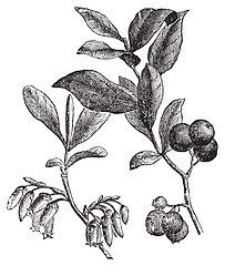 Image showing Huckleberry or Gaylussacia resinosa engraving