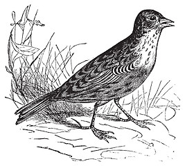 Image showing Skylark or Alauda arvensis vintage engraving.