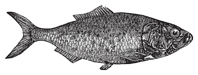 Image showing Shad, river herring  or Alosa menhaden vintage engraving.